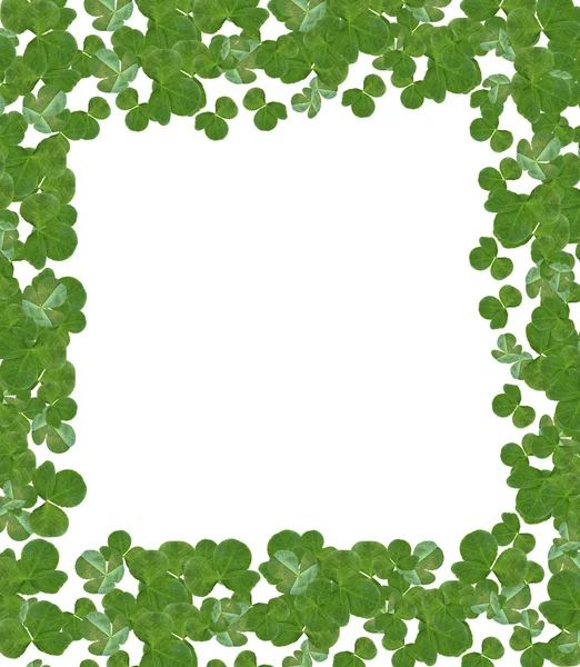 Leaf clover on white background — Stock Photo, Image