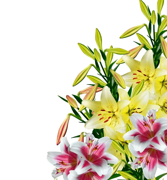Virág liliom elszigetelt fehér háttér. — Stock Fotó