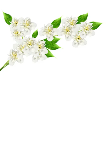 Branche de fleurs de jasmin isolées sur fond blanc — Photo