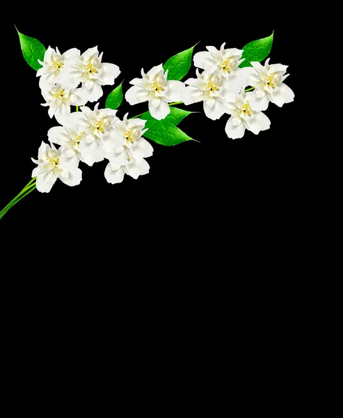 Bílá květina jasmínový izolovaných na černém pozadí — Stock fotografie