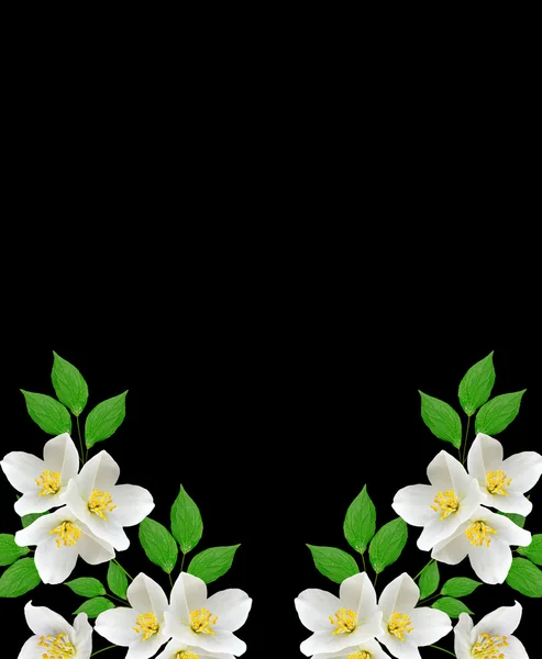 Jasmine white flower isolated on black background — Stock Photo, Image