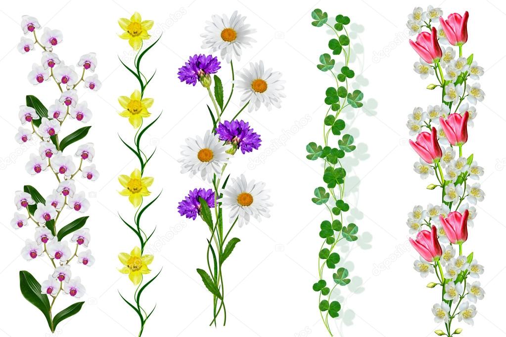 Sprigs of flowers isolated on white background. Stock Photo by