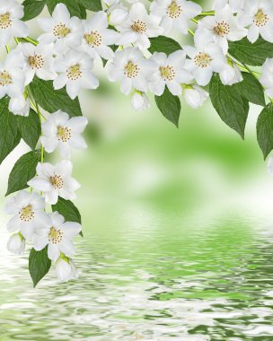 Bahar yatay, hassas Yasemin çiçekleri