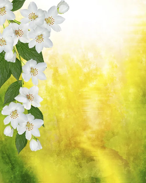 Frühlingslandschaft mit zarten Jasminblüten — Stockfoto