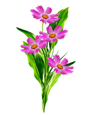 Beyaz arkaplanda izole edilmiş kozmos çiçekleri