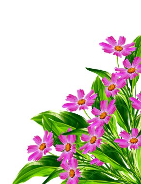 Beyaz arkaplanda izole edilmiş kozmos çiçekleri