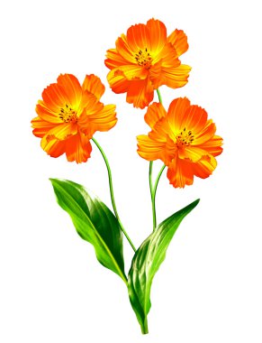 Beyaz arkaplanda izole edilmiş kozmos çiçekleri