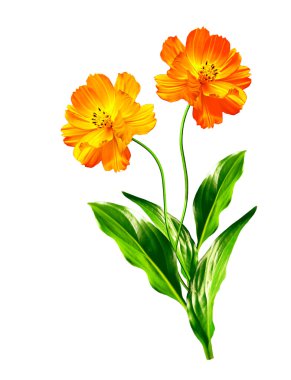 Beyaz arkaplanda izole edilmiş kozmos çiçekleri