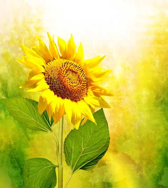 Krásné slunečnice pole v létě — Stock fotografie