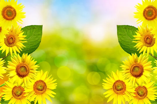 Beautiful sunflower field in summer — Stock Photo, Image