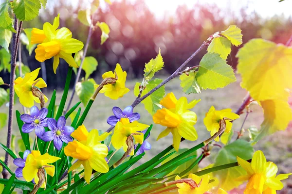 Frühlingslandschaft und Blumen — Stockfoto