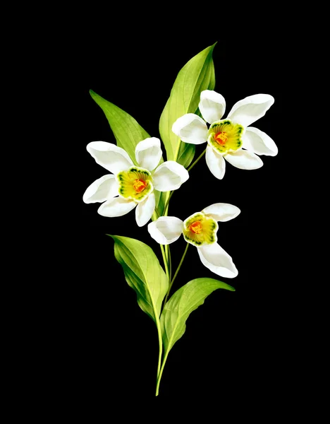 Snowdrop kwiat na białym tle na czarnym tle — Zdjęcie stockowe
