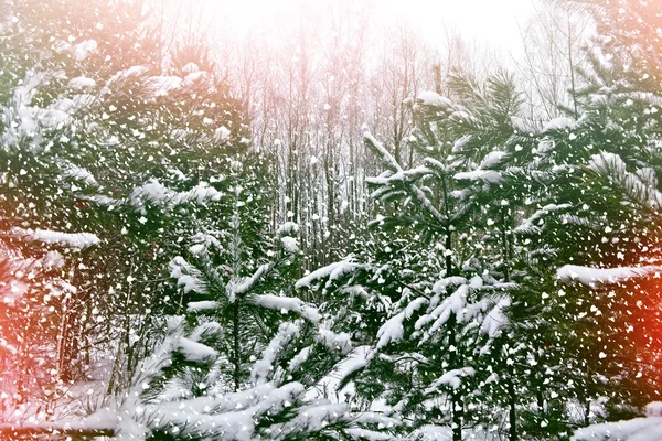 Floresta de Inverno. Paisagem inverno . — Fotografia de Stock