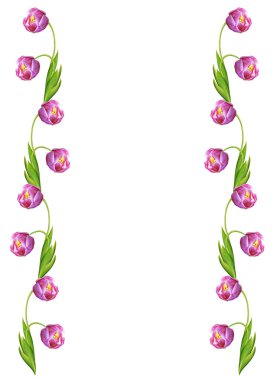 bahar çiçekleri beyaz arkaplanda izole laleler