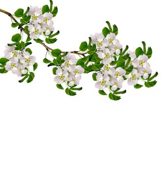 Beyaz armut çiçek şube 