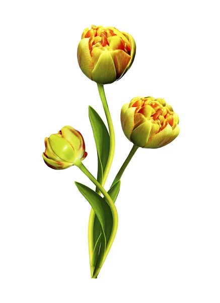 Frühling Blumen Tulpen isoliert auf weißem Hintergrund — Stockfoto