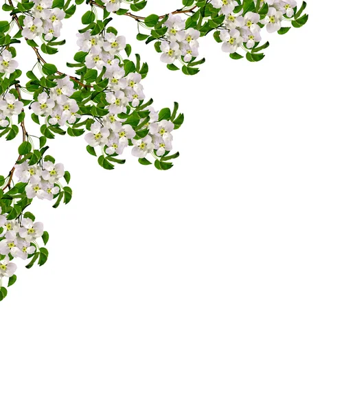 Ramo de flores de pêra branca — Fotografia de Stock