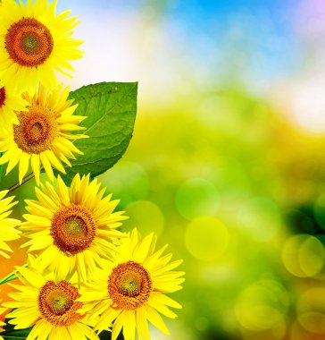 Yaz aylarında güzel ayçiçeği alan