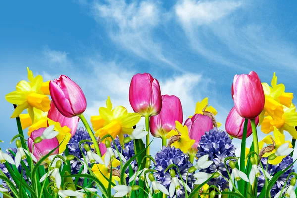 Spring flowers on a background of blue sky with clouds — Stock Photo, Image