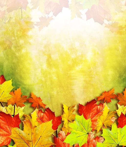 Herfst gebladerte. Gouden herfst — Stockfoto