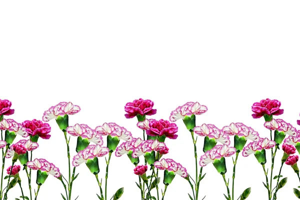 Rama de hermosas flores clavel —  Fotos de Stock