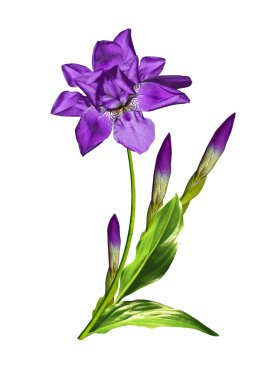 bahar çiçekleri Iris; Beyaz arka plan üzerinde izole
