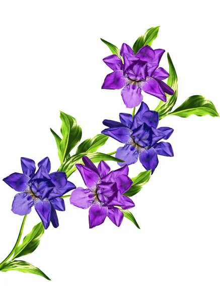 Bahar çiçekleri Iris; Beyaz arka plan üzerinde izole — Stok fotoğraf