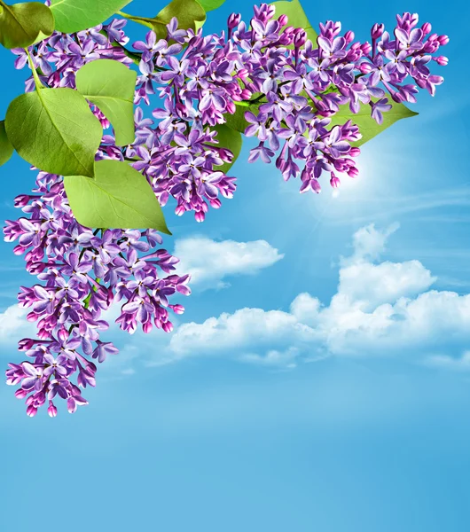 Lilac branch on a background of blue sky with clouds — Stock Photo, Image