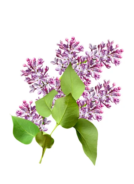 Spring flowers  lilac; isolated on white background — Stock Photo, Image