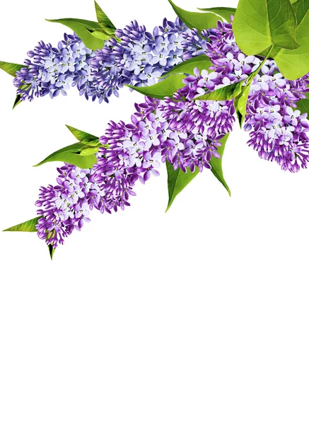 Spring flowers  lilac; isolated on white background — Stock Photo, Image