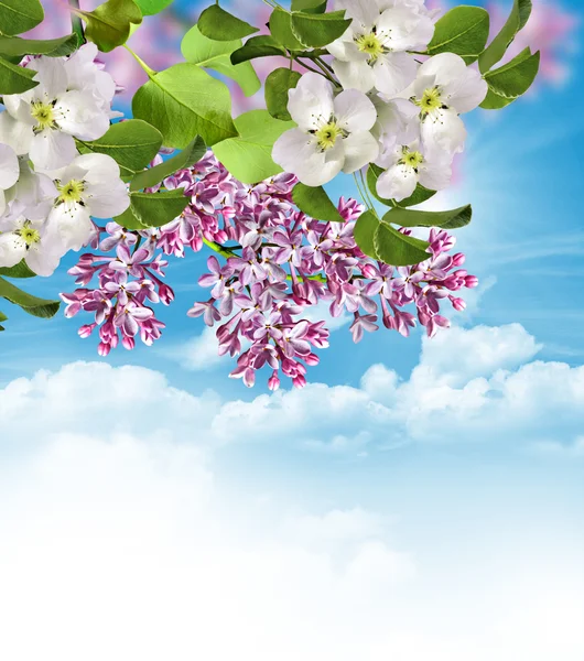 Ramo de lilás em um fundo de céu azul com nuvens — Fotografia de Stock