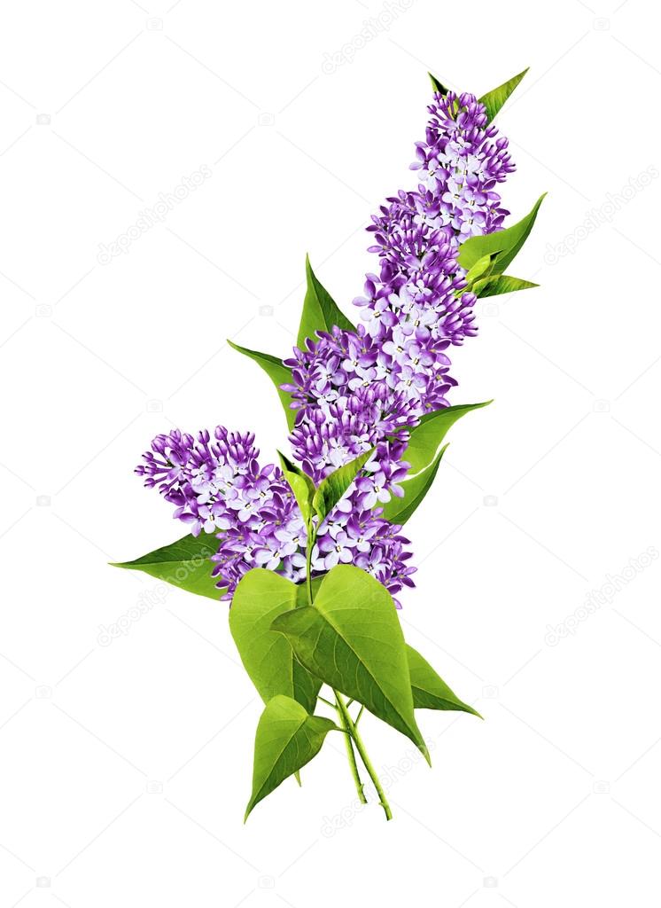 spring flowers  lilac; isolated on white background