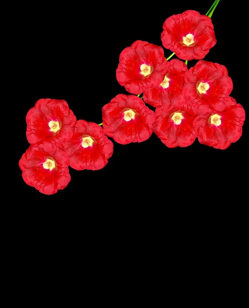 Mallow flowers isolated on black  background — Stock Photo, Image