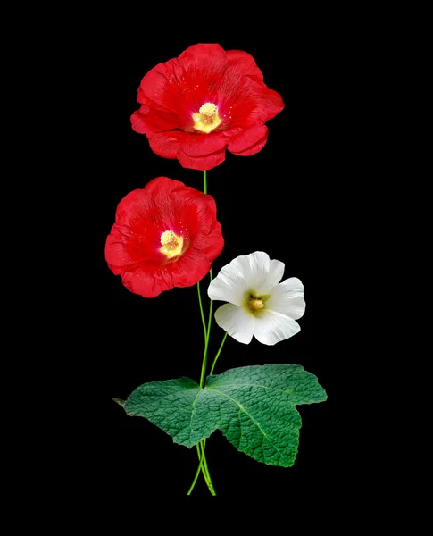 Flores de malva aisladas sobre fondo negro —  Fotos de Stock