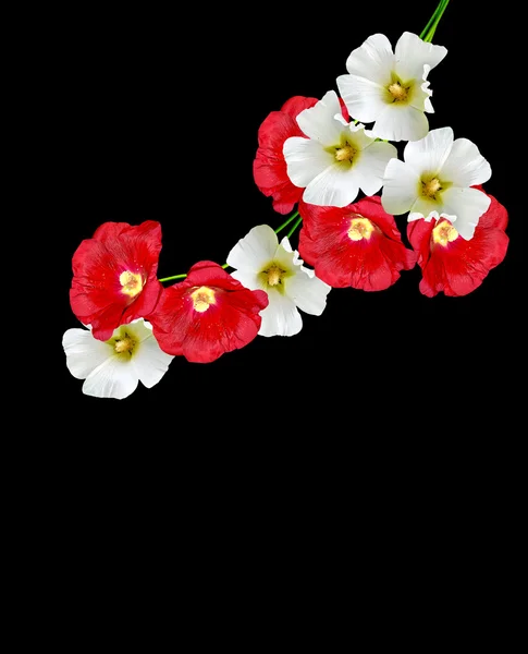 Mallow kwiaty na białym tle na czarnym tle — Zdjęcie stockowe