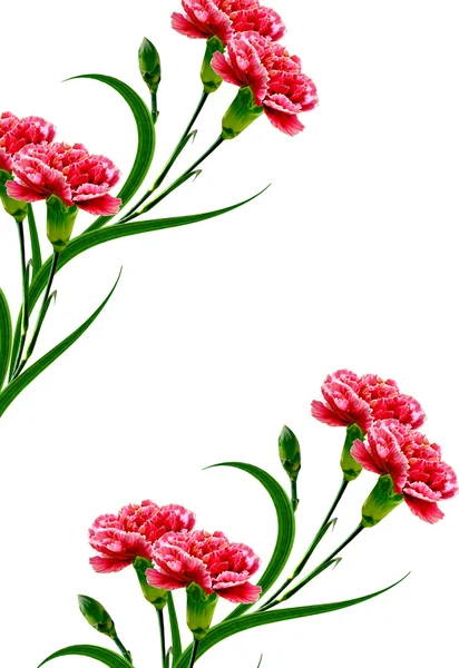 Bouquet of flowers carnation. Flowers isolated on white backgrou — Stock Photo, Image