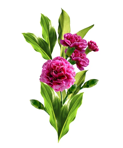 美丽的鲜花康乃馨的分支 — 图库照片
