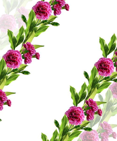 Branch of beautiful flowers carnation — Stock Photo, Image