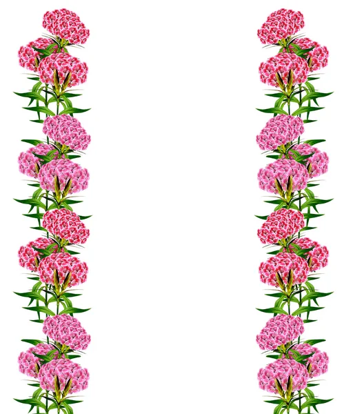 Pobočka krásné květiny karafiátu — Stock fotografie