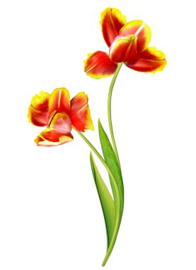 bahar çiçekleri beyaz arkaplanda izole laleler