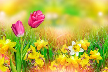  güzel bahar çiçekleri nergis. sarı çiçek.