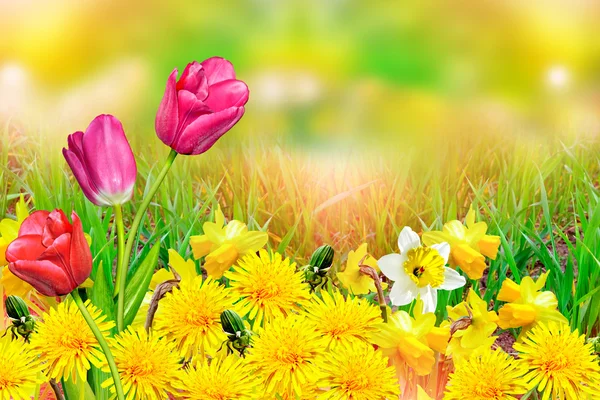 Schöne Frühlingsblumen Narzissen. gelbe Blüten. — Stockfoto