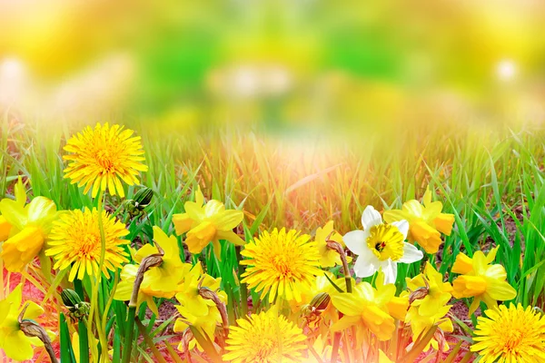 Bellissimi narcisi di fiori primaverili. fiori gialli . — Foto Stock