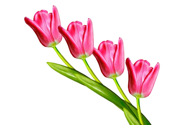 Spring flowers tulips isolated on white background. — Stock Photo, Image