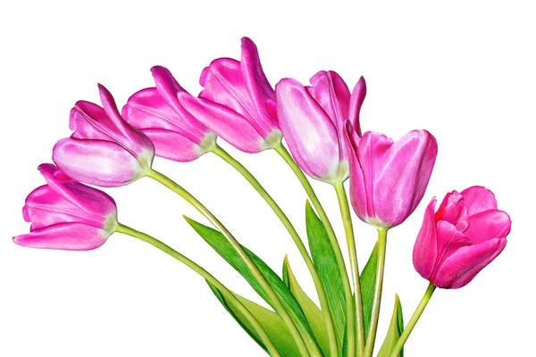 Spring flowers tulips isolated on white background. — Stock Photo, Image