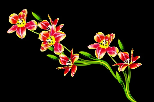 Flores de primavera tulipanes aislados sobre fondo negro. — Foto de Stock