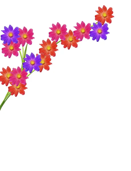 Dahlia flower isolated on white background — Stock Photo, Image