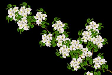 Beyaz elma çiçekleri dalı 