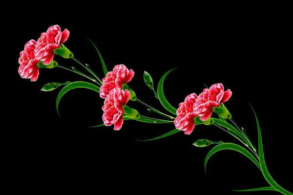 Букет гвоздики цветов . — стоковое фото