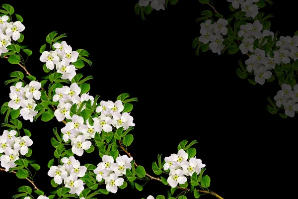 Rama de flores de manzana blanca —  Fotos de Stock